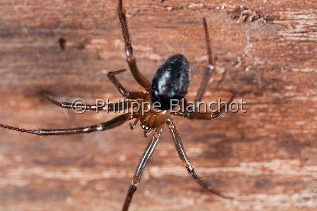Theridiidae_3815.JPG - France, Paris (75), Araneae, Theridiidae, Araignée, Veuve des villes (Steatoda grossa), mâle, Dark comb-footed spider